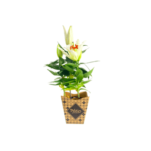 Flor Lírio 1 Unidade